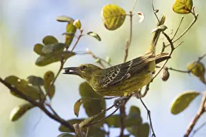 Oriole Prints: Yellow Oriole At Ayton in Haley's camping ground, Cape York, Australia