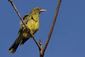 Oriole Prints: Yellow Oriole At Weipa camping ground, Cape York, Australia