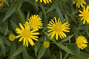 Ox Eye Collection: Yellow ox-eye (Buphthalmum salicifolium). Alps