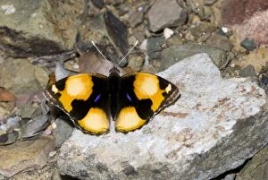 Yellow Pansy butterfly - male