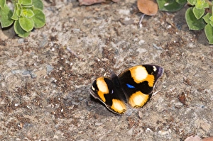 Images Dated 26th April 2009: Yellow Pansy - butterfly male basking in sun