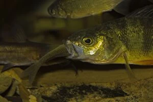 Yellow Perch eating minnow