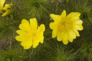 Images Dated 16th May 2006: Yellow Pheasant's eye (Adonis vernalis), from east Europe and Sweden