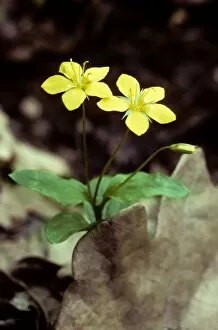 Images Dated 1st July 2008: Yellow Pimpernel