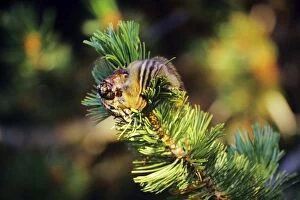 Yellow-pine chipmunk - harvesting seeds from whitebark pine tree cone, september