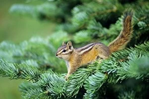 Images Dated 8th March 2007: Yellow-pine Chipmunk - on subalpine Fir branch. Pacific Northwest, USA. MI249
