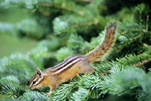 Images Dated 8th March 2007: Yellow-pine Chipmunk - on subalpine fir branch. Pacific Northwest, USA. MI332