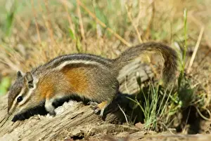 Washington Prints: Yellow-pine Chipmunk - in subalpine meadow. Pacific Northwest, USA. _A2A9224