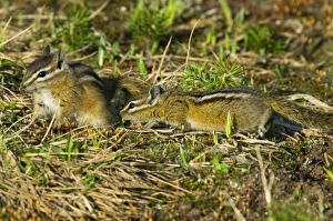 Images Dated 23rd February 1974: Yellow-pine Chipmunk (Tamias amoenus)