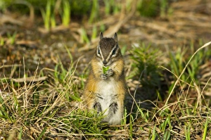 Images Dated 23rd February 1974: Yellow-pine Chipmunk (Tamias amoenus)