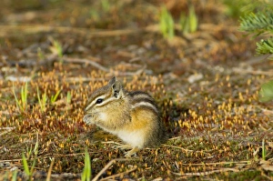 Images Dated 23rd February 1974: Yellow-pine Chipmunk (Tamias amoenus)
