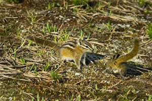 Images Dated 23rd February 1974: Yellow-pine Chipmunk (Tamias amoenus)
