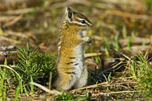 Images Dated 23rd February 1974: Yellow-pine Chipmunk (Tamias amoenus)