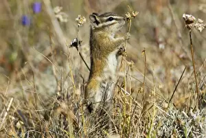 Yellow-pine Chipmunk (Tamias amoenus)
