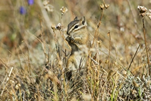 Images Dated 14th September 2006: Yellow-pine Chipmunk (Tamias amoenus)