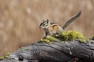 Images Dated 28th July 2010: A Yellow Pine Chipmunk (Tamias amoenus)