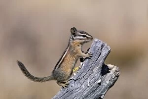 Images Dated 8th March 2007: Yellow Pine Chipmunk Western USA
