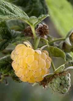 Russell Gallery: Yellow raspberry (Rubus sp.) grown