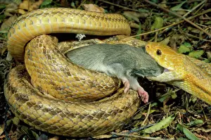 Swallowing Prints: Yellow Rat Snake - with rat prey in mouth