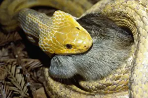 Yellow Rat Snake - with rat prey in mouth