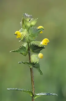 Rattles Prints: Yellow Rattle