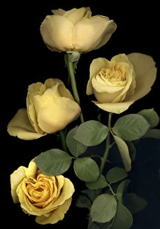 Life Gallery: Yellow Roses on Black Background
