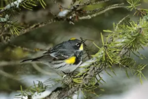 Yellow-rumped / Audubon's Warbler Wyoming, USA May. After late spring snow. B6740