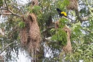 Images Dated 12th October 2011: Yellow-rumped Cacique