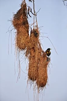 Images Dated 10th October 2014: Yellow-rumped Cacique nest Pantanal area Mato Grosso