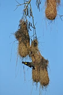 Cacique Gallery: Yellow-rumped Cacique nest Pantanal area Mato Grosso