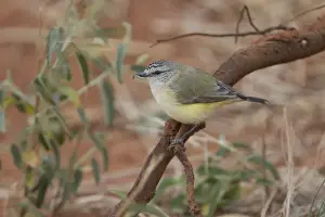 Larva Prints: Yellow-rumped Thornbill - with grub in mouth - near Ti Tree, Northern Territory, Australia