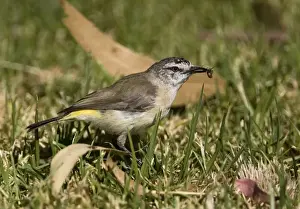 Yellow Rumped Prints: Yellow-rumped Thornbill At Herdsman Lake