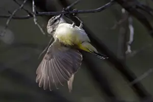 Yellow Rumped Prints: Yellow-rumped Thornbill - near Ti Tree Community - Northern Territory - Australia