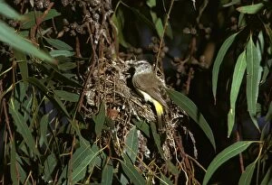 Yellow-rumped Thornbill - at nest