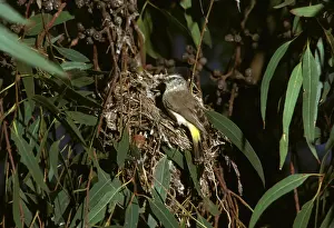 Yellow Rumped Prints: Yellow-rumped Thornbill - at nest - Central Australia JPF07835