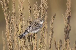 Images Dated 26th October 2012: Yellow-rumped Warbler