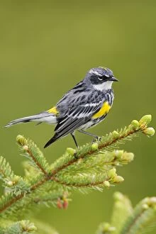 Images Dated 14th June 2006: Yellow-rumped Warbler