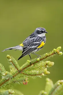 Yellow Rumped Prints: Yellow-rumped Warbler
