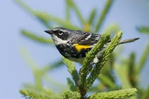 Yellow-rumped Warbler