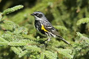 Yellow-rumped Warbler