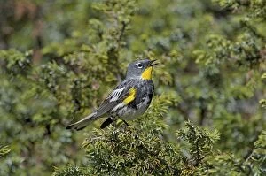 Images Dated 20th June 2010: Yellow-rumped Warbler / Audubon's Warbler - male singing - Western U. S. - Summer _D3C4255