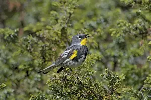 Yellow-rumped Warbler / Audubon's Warbler - male singing - Western U. S. - Summer _D3C4255