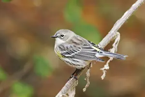 Dendroica Prints: Yellow-rumped Warbler - female