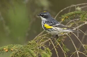 Images Dated 26th April 2005: Yellow-rumped Warbler - Male perched on branch, Spring Pacific Northwest, USA _TPL3591