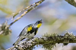 Images Dated 19th April 2009: Yellow-rumped Warbler - in maple tree - Spring - Pacific NW - USA _C3D1527