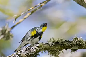 Singing Prints: Yellow-rumped Warbler - in maple tree - Spring - Pacific NW - USA _C3D1527