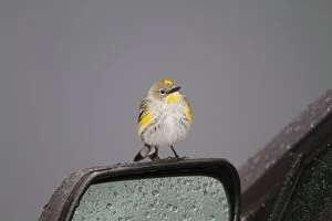 Yellow-rumped Warbler - perched on car wing-mirror