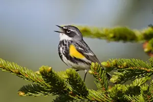 Dendroica Prints: Yellow-rumped Warbler - singing - spring - northern Maine - USA