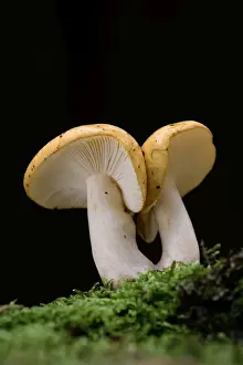 Decay Prints: Yellow Russula - fungus - autumn - East Anglia - UK