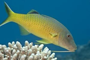 Images Dated 19th September 2007: Yellow-saddled / Gold-saddled Goatfish - Red Sea